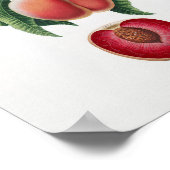 Poster Illustration botanique vintage (Coin)