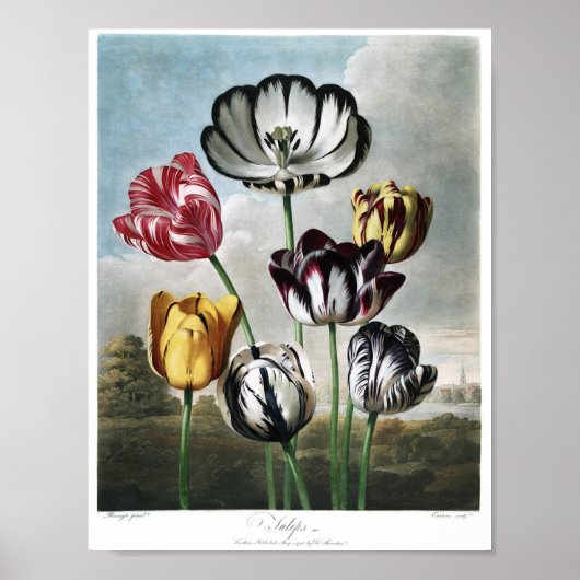 Poster Illustration botanique vintage (Devant)