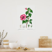 Poster Illustration botanique vintage (Cuisine)