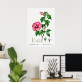 Poster Illustration botanique vintage (Bureau à domicile)