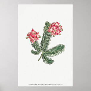 Poster Illustration botanique vintage