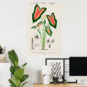 Poster Illustration botanique vintage (Bureau à domicile)