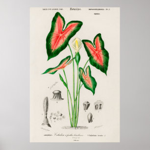 Poster Illustration botanique vintage