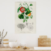 Poster Illustration botanique vintage (Cuisine)