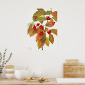 Poster Illustration botanique vintage (Cuisine)