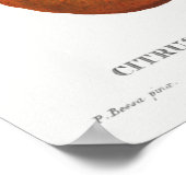 Poster Illustration botanique vintage (Coin)