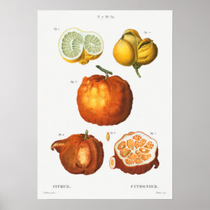 Poster Illustration botanique vintage