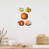 Poster Illustration botanique vintage (Cuisine)