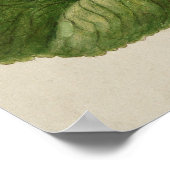 Poster Illustration botanique vintage (Coin)