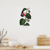 Poster Illustration botanique vintage (Cuisine)
