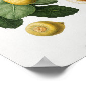 Poster Illustration botanique vintage (Coin)