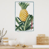 Poster Illustration botanique vintage (Cuisine)