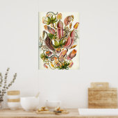 Poster Illustration botanique vintage (Cuisine)