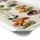 Poster Illustration botanique vintage (Coin)