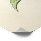 Poster Illustration botanique vintage (Coin)