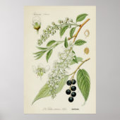 Poster Illustration botanique vintage (Devant)