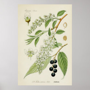 Poster Illustration botanique vintage