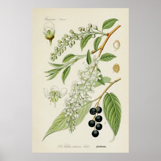 Poster Illustration botanique vintage (Devant)