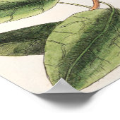 Poster Illustration botanique vintage (Coin)