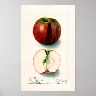 Poster Illustration botanique vintage Apple