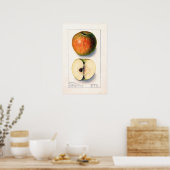 Poster Illustration botanique Vintage Apple (Cuisine)