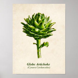 Poster Illustration botanique vintage, Artichoke