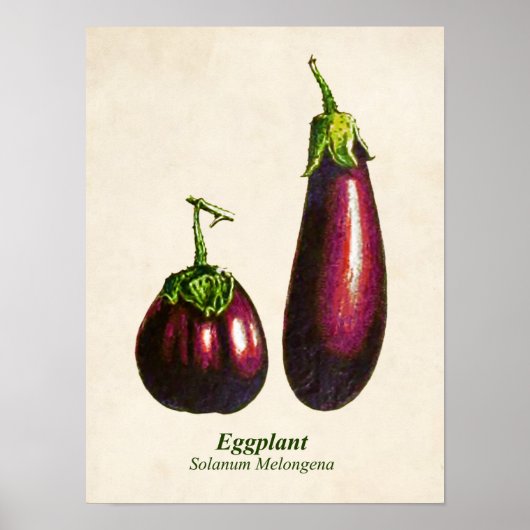Poster Illustration Botanique vintage, Aubergines (Devant)