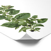 Poster Illustration botanique vintage d'Atropa Belladonna (Coin)
