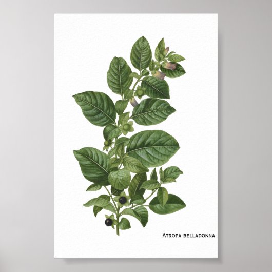 Poster Illustration botanique vintage d'Atropa Belladonna (Devant)