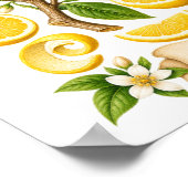 Poster Illustration botanique vintage de citron (Coin)