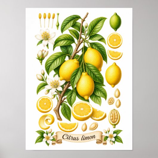 Poster Illustration botanique vintage de citron (Devant)