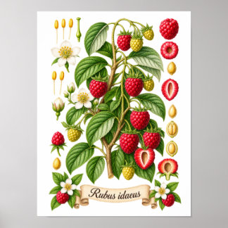 Poster Illustration Botanique Vintage de Framboise