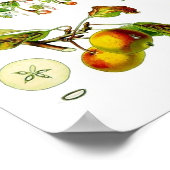 Poster Illustration botanique Vintage de Fruit Pomme (Coin)