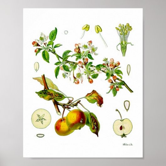 Poster Illustration botanique Vintage de Fruit Pomme (Devant)