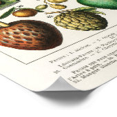 Poster Illustration botanique vintage de fruits (Coin)