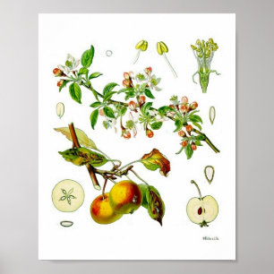 Poster Illustration botanique vintage de la fleur de pomm