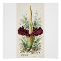 Illustration botanique vintage de l'Arum Titan sur