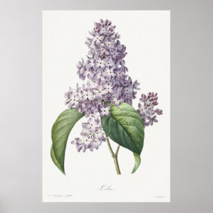 Poster Illustration botanique vintage de lilas