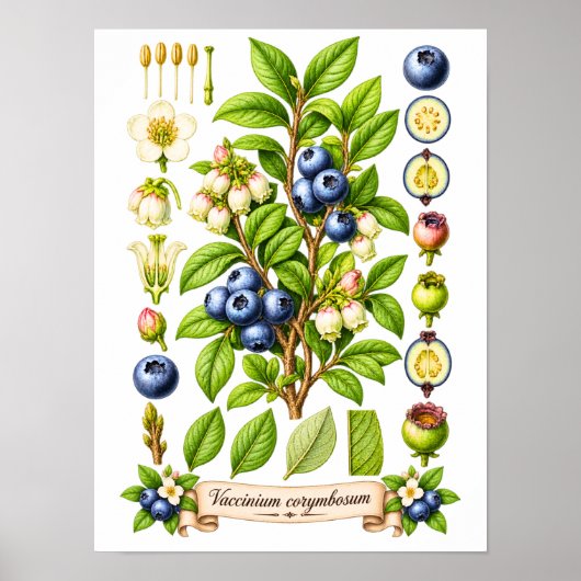 Poster Illustration Botanique Vintage de Myrtille (Devant)
