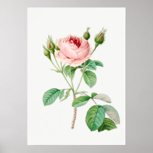 Poster Illustration botanique Vintage des Rosebuds de ros