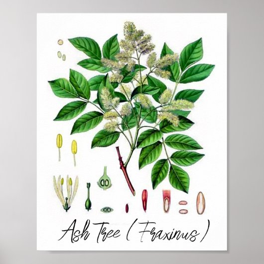 Poster Illustration botanique vintage du frêne (Devant)