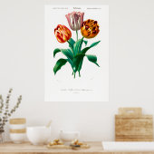 Poster Illustration botanique vintage d'une tulipe (Cuisine)