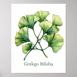 Poster Illustration Botanique Vintage Ginkgo Biloba