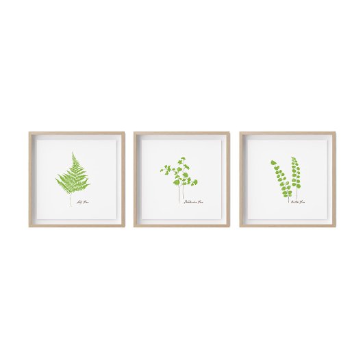 Poster Illustration Button Fern | Série Fern