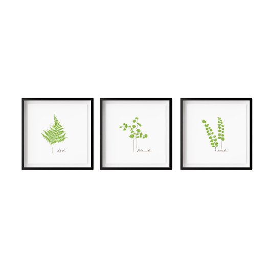 Poster Illustration Button Fern | Série Fern