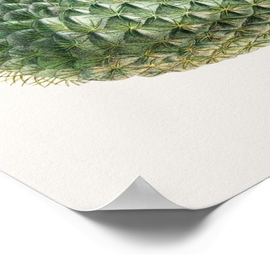 Poster Illustration Cactus (Coin)