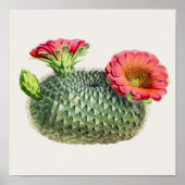 Poster Illustration Cactus (Devant)