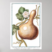 Poster Illustration Citrouille vintage par Giorgio Bonell (Devant)