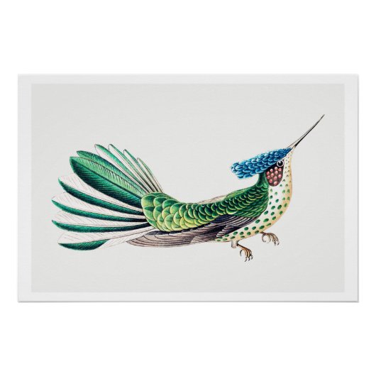 Poster Illustration colorée de colibri (Devant)