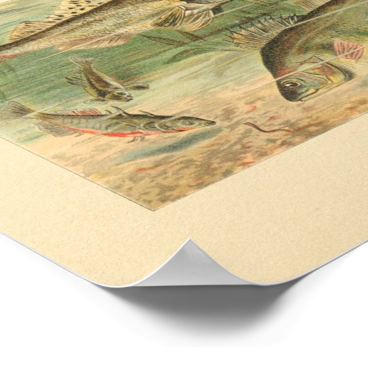 Poster Illustration couleur de l'impression de poisson d' (Coin)